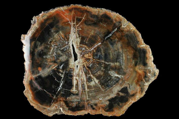 Petrified Wood (Araucaria) Slab - Madagascar #133165